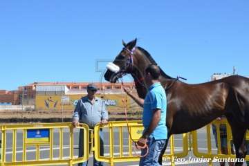 Carreras de caballo de las fiestas de San Juan 2018 de Telde (Foto Francisco Javier Santana)